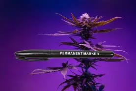 Yeti - Permanent Marker -1g - PR