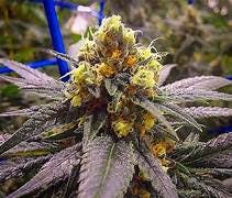 Platinum Shelf - Acapulco Gold (S)