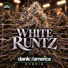 DOA - 3.5g Flower - White Runtz