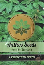 Anthos - Anthomancer - 6 pk Feminized Seeds