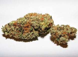 Platinum Shelf - Widow Fighter (H)