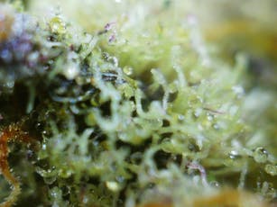D & C Gardens | Tropicana Cookies | Indoor | Bulk