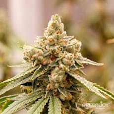 Green Joy | Bread and Butter | 3.5g