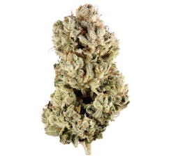 Canna Club | Cindy 99 | S