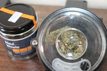 Northeast Kannabis I Maui Wowie