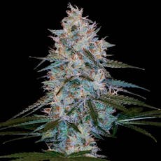 Seeds | Chocolope Kush | 5 pk | Feminized | Tiger One