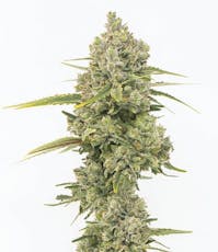 Grown Rogue | Jack Herer (S-H) Flower | 3.5g