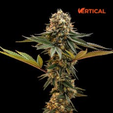 VERTICAL - CHEDDAR CHEESE 0.5G 7PK HYBRID
