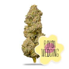 Florida Wedding