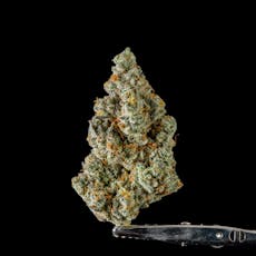 Gud Gardens Blueberry Doughnut *Indoor*
