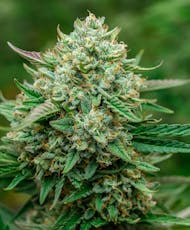 Flower: Froot by the foot