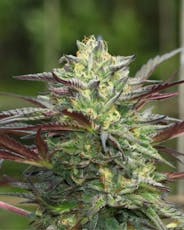 Seeds | GSC | 5 pk | Auto Feminized | Humboldt Seed Org