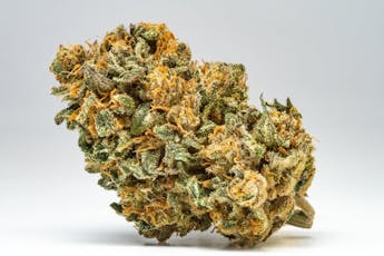 Platinum Shelf - Sherb Cream Pie (H)