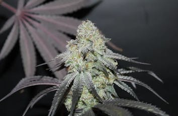 1937 Mixed Bud Blue Runtz 14G