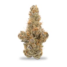 Focus North - Unicorn Poop