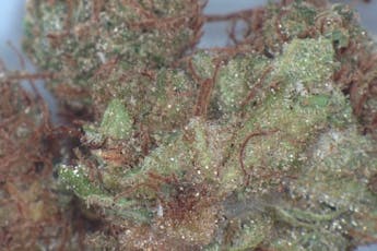 Raspberry Parfait | Flower