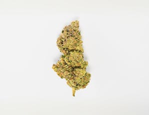 House of Sacci | Sherbadelic | Flower | Hybrid | 3.5g