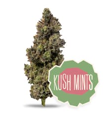 District Cannabis | Kush Mints | 3.5g