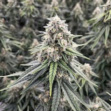 Rythm - Jacks Delight (S) - 25.70% - Flower - 3.5g