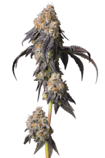 That Badu | 14g