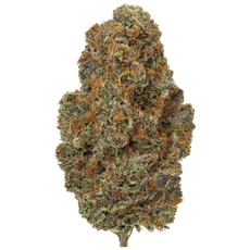 Platinum Shelf - Panama Red (S)