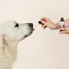 Medterra CBD Pet Tincture 300mg (Chicken)