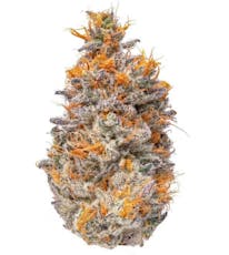 Black Maple (IH) | Flower | 28g