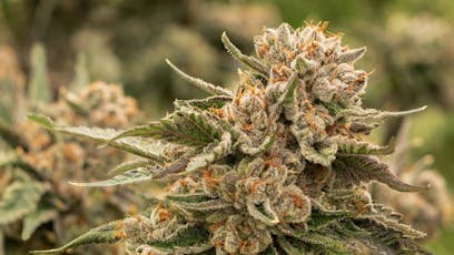 SDG OG Buds (3.5g) (SunMed)