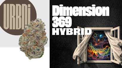 Dimension 369 1g