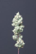 Motorbreath | 3.5G