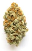 Silver Shelf - Orange Herijuana (H)