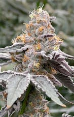 Flower | Whole Bud | The Keeper