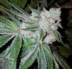 TK Headband | Flower | 3.5G