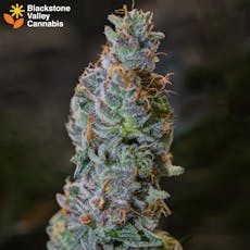 Dirty Little Secret | 3.5g