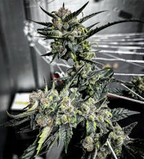 Anthos Seeds | Pure Vermont (6pk Feminized Seeds)