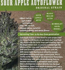 Humboldt Feminized Auto Flower Sour Apple 5 Pack Seeds