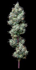 Flower: Cherry Diesel