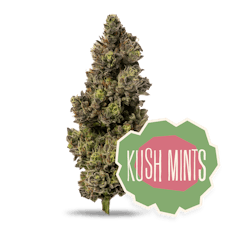 Kush Mints Pre-Ground