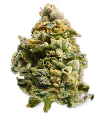 Platinum Shelf - Tahitian Treat (S)