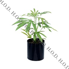 EN Permanent Marker Clone