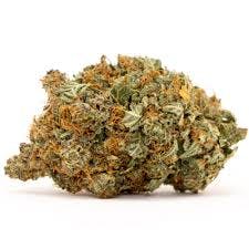 Melody Genetics | Bud | Chocolate Octane (IH)