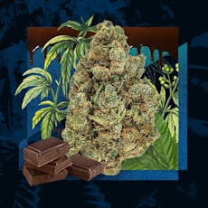 Chocolate OG