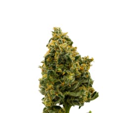 Curaleaf Whole Flower 3.5g Hickory Hash (H) 01154 TC 35.37%