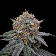 3.5g Solomon Grundy