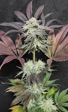 Anthos Seeds | Stinky Pinky (6pk Feminized Seeds)