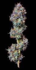 Viper Cookies | 3.5G | THC 22.77%