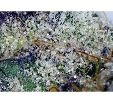 Garlic Fusion | .5g Pre-Roll