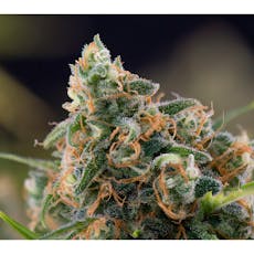 Phantom Cookies - $35 7g Minis Bag