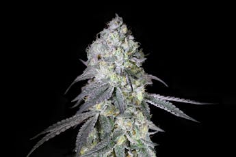 Rythm | Animal Face | Live Rosin (Tier 1) | 2g | Indica Hybrid