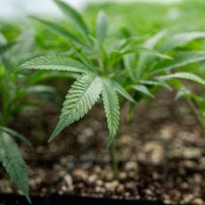 Evermore Lemon Layer Cake Clone | 1ct